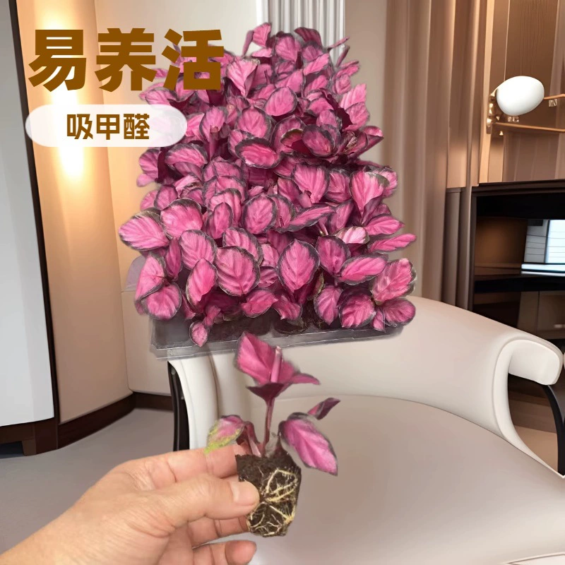 Источник поставки фабрики крытые Декоративные Зеленые растения цвет арроты Красивая вилка саженцы Цветочные саженцы оптом