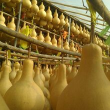 ��Ȼ���J�����̖�[��Ұ�������^����С���J���ټҾ���ƺ��J