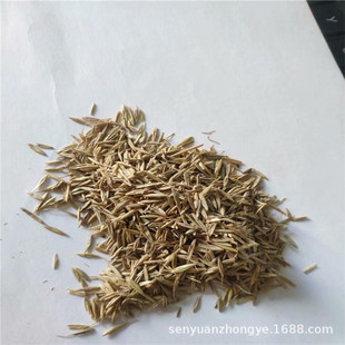 供应畜牧业羊草种子绿化播种草籽发芽率高量大优惠-阿里巴巴