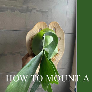 ¹��ާ�հ��嶨ֲ������m�Nֲ�����mʯ������͸���ֹ��հ�