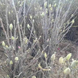 玉兰花苗红白黄紫玉兰树苗庭院室内外绿化耐寒花卉盆栽植物广玉兰