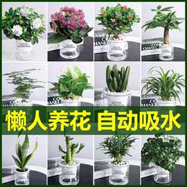 绿萝花卉盆栽植物文竹发财树苗水培好养室内四季通用带花盆景客厅