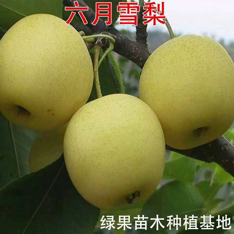 Саженцы фруктовых деревьев, саженцы груш, груша июньская, саженцы груш, раннеспелые саженцы груши снежной, посадка садов, южная и северная посадка