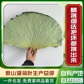微山湖新鲜荷叶整张干荷叶包糯米鸡炸鸡荷叶鸡叫花鸡专用新货商用