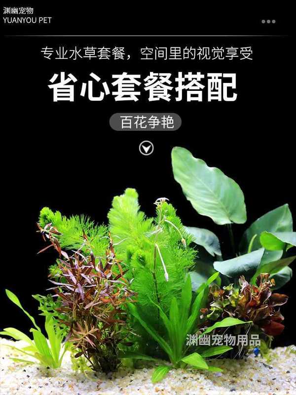 水槽造園パッケージ ネガティブウォーター フィディウム シンウッド ライブリアルウォーター 淡水無土壌植物 酸素化 フロア ローパール|undefined