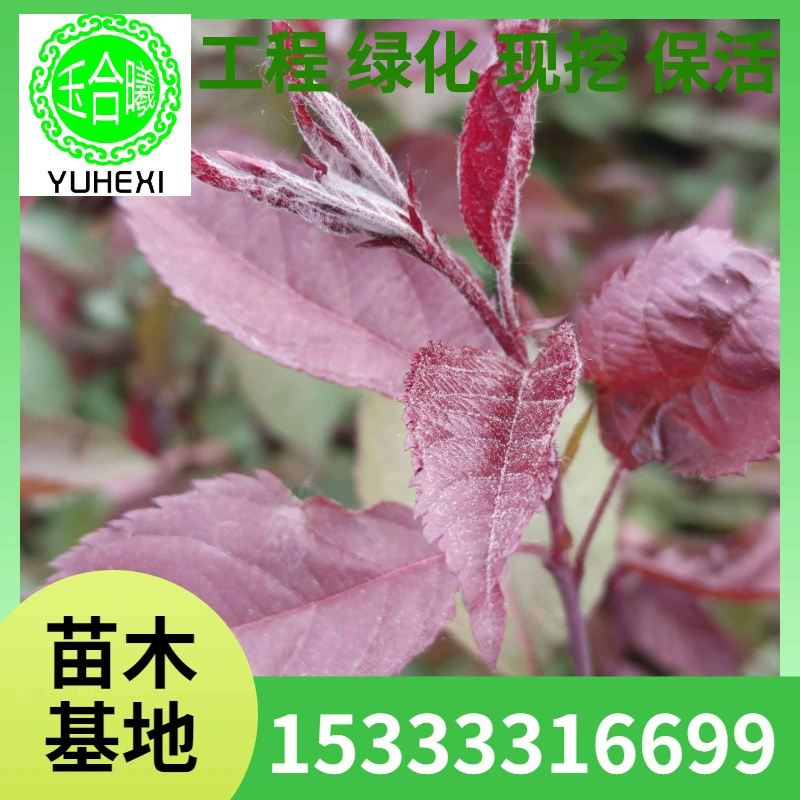 Красный лист боярышника чашка для питательных веществ для рассады боярышника зеленение рассады боярышника саженец боярышника