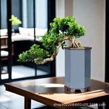 简约紫砂盆六方兰花盆花卉绿植物盆栽大号手工花盆悬崖老桩盆栽盆