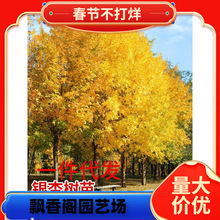 一件代发金叶银杏树苗行道树庭院绿化苗木银杏小苗白果活苗大树南