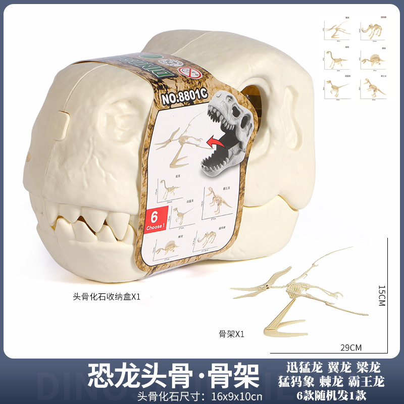 Dinosaur storage box (random 1 dinosaur skeleton)