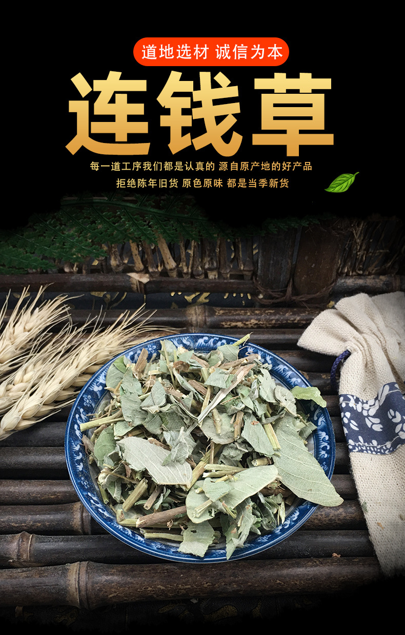 Dried Lysimachia Jin Qian Cao Loose Herb Bulk Large Leaf Gold Coin Grass Traditional Herbal Tea and Decoction Ingredient 500g key features