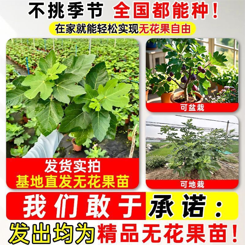 无花果树果苗特大果带果矮化盆栽室内庭院阳台南方北方种植耐寒