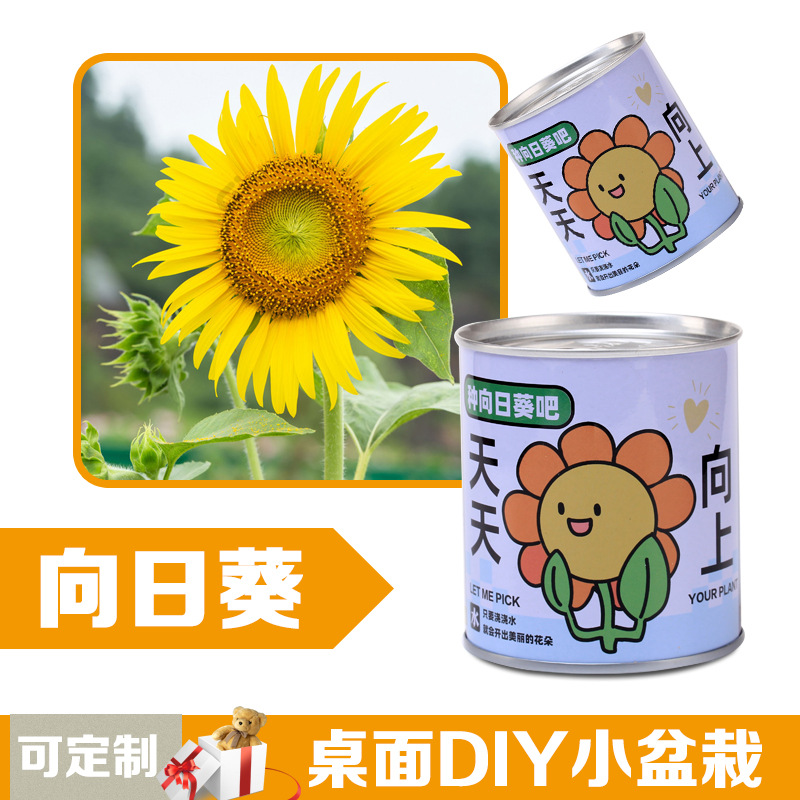 Latas de plantas ciegas caja de mesa pequeña maceta de flores para niños buena plantación verde para alimentar semillas maceta de regalo para estudiantes de primaria image 11