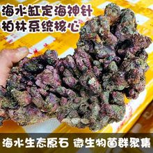 免爆藻活石海水珊瑚石高钙新鲜深海多孔珊瑚缸海水活石造景片快状