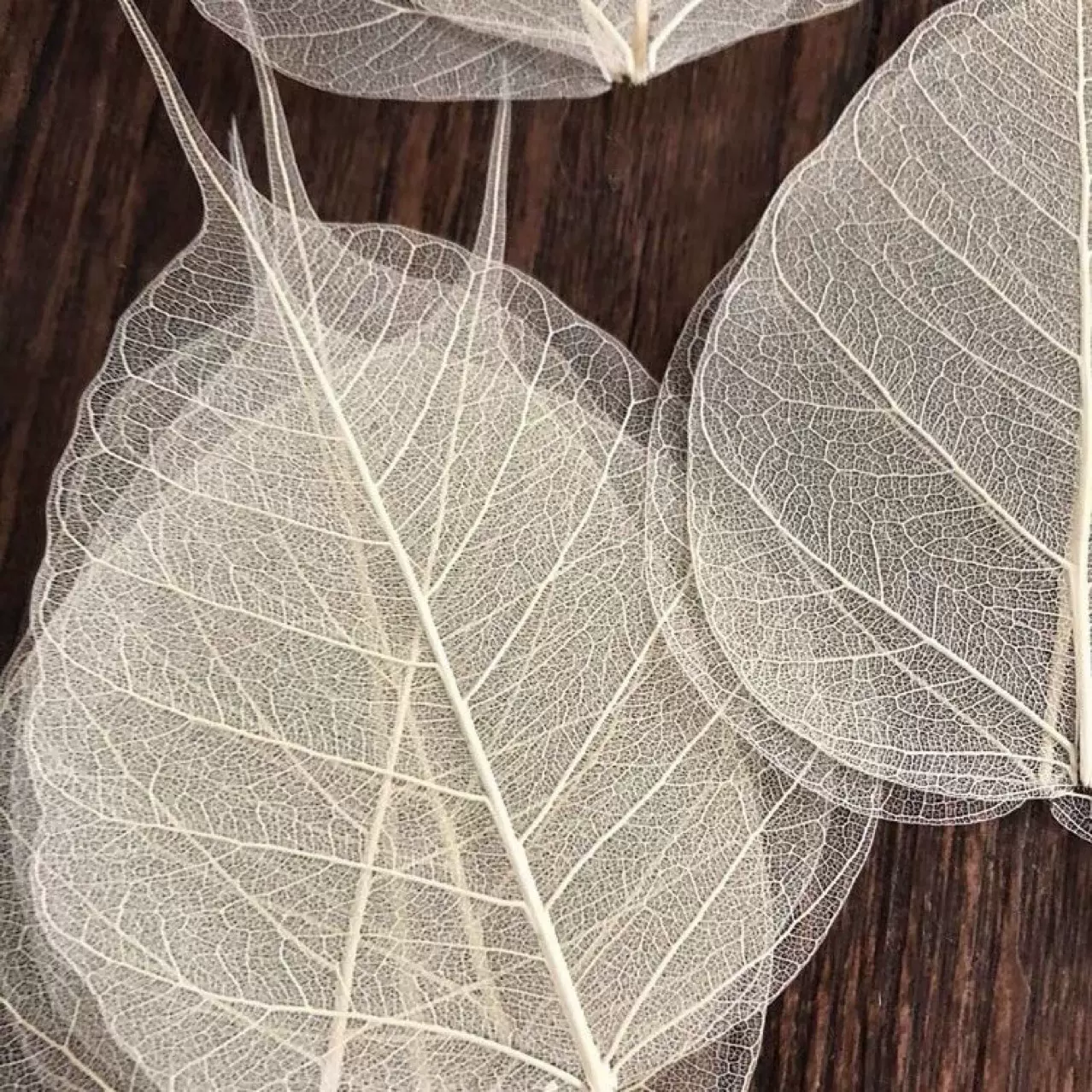 菩提叶脉 天然工艺贴画叶子材料手工diy 镂空树叶 标本书签押花画