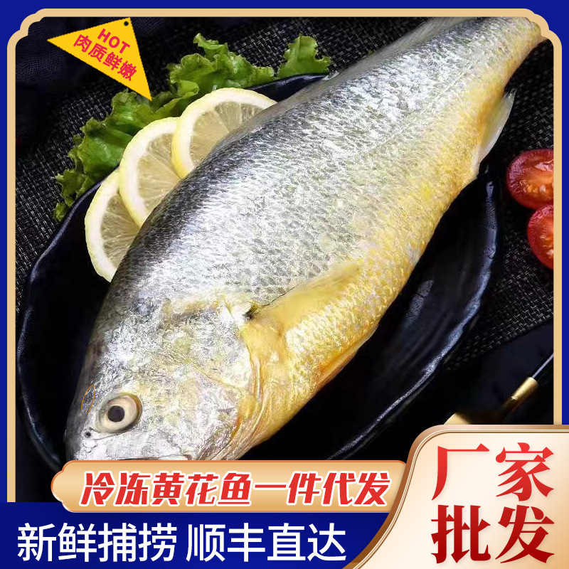 新鲜冷冻生鲜大黄花鱼深海鱼黄鱼海鲜鱼类大黄花鱼批发冰冻简装