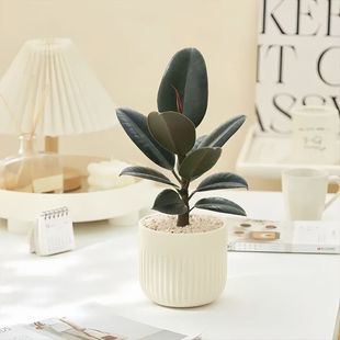 Rubber Tree Black Diamond Potted Plant Is Evergreen All Year Round and Easy to Grow Bonsai Florals and Green Plants for Home Office Evolution Air