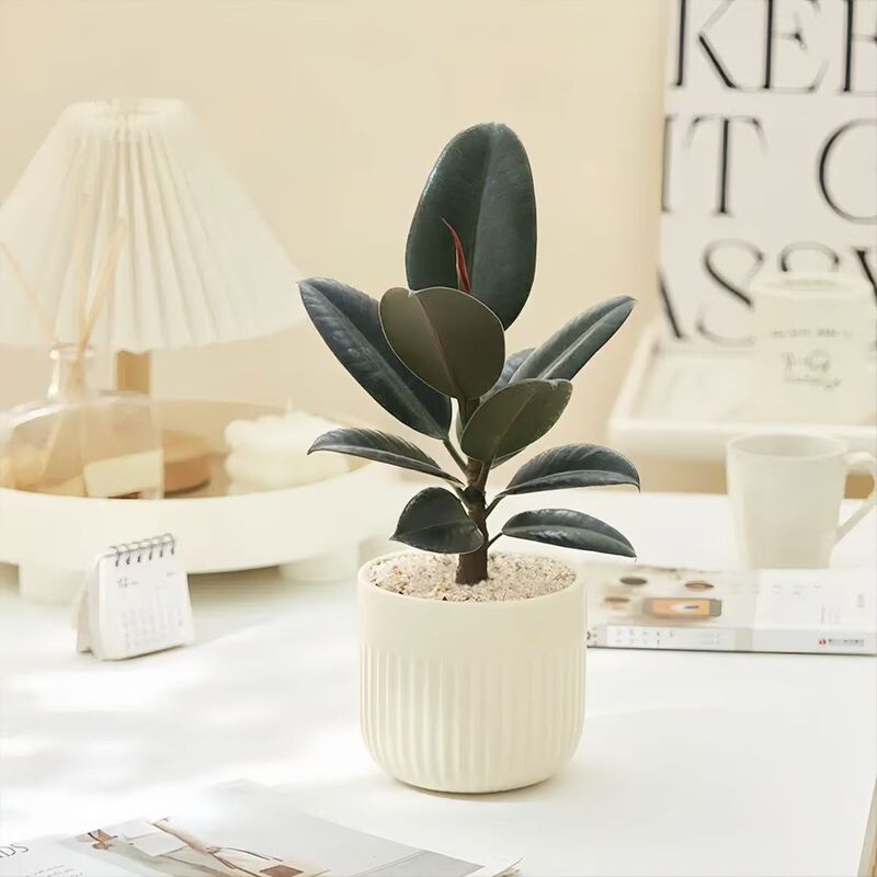 Rubber Tree Black Diamond Potted Plant Evergreen Easy to Care for Bonsai Flower Green Plant Home Office Evolution Air Rubber Tree Black Diamond Potted Plant Evergreen Easy to Care for Bonsai Flower Green Plant Home Office Evolution Air