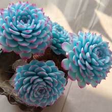 �{��ɏ��Ҋ����ֲ��ɐ����⎧�莧���҃ȾGֲȺ�����⻨������ȩ