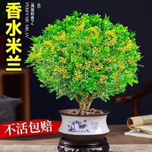 香水米兰花盆栽带花苞浓香型老桩四季开花室内名贵花卉绿植小树苗