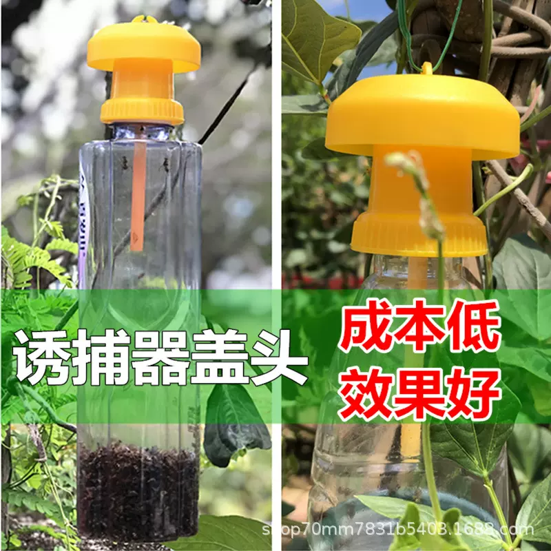批发果实蝇诱捕器盖头配果蝇引诱剂使用瓜果实蝇信息素针锋诱虫器