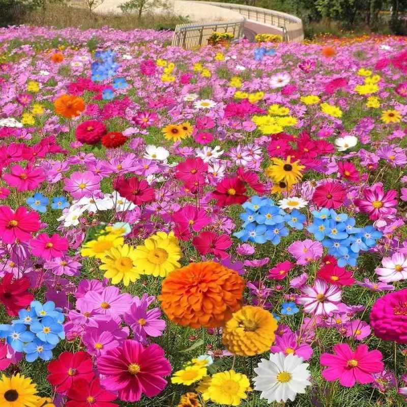 Venta al por mayor de semillas de flores y plantas eustoma malvarrosa peonía cobre dinero hierba margarita rosa sol peonía flor combinación de flores