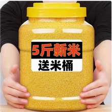 东北特产黄小米非5斤农家五谷杂粮小米新米批发散装金苗小米k1粗