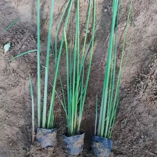 Aquatic Plants, Water Asparagus Bag Seedlings, Potted Seedlings, Plant Flower Seedlings, Balcony Courtyard Pond Greening Potted Flower Seedlings, Easy to Maintain