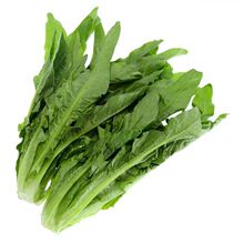 甜脆油麦菜种清香油麦菜籽四季播种盆栽庭院菜园蔬菜籽四季种