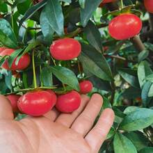 ���������ԾGֲ�����