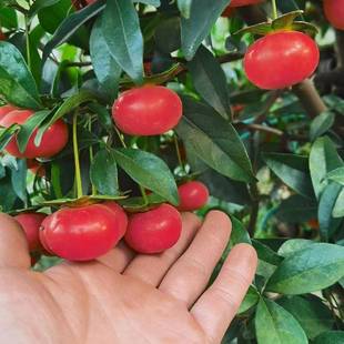 ���������ԾGֲ�����