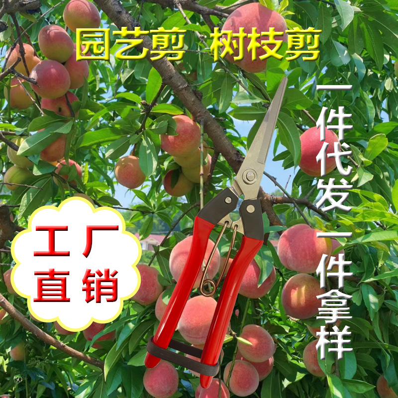 不锈钢园林树枝剪多用途园林剪园艺修枝剪果园稀果剪采果剪摘果剪