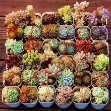 肉肉 多肉植物组合盆栽小绿植花卉玉露大颗好养包邮 带盆多头老桩