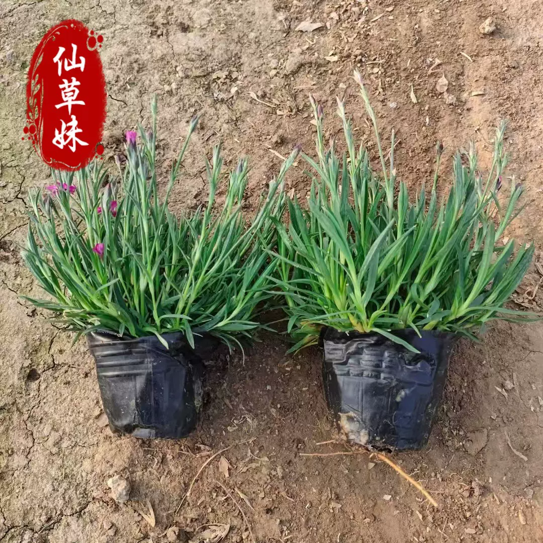 欧石竹盆栽苗批发 耐寒宿根花卉 公园街道观赏花海种植 欧石竹苗