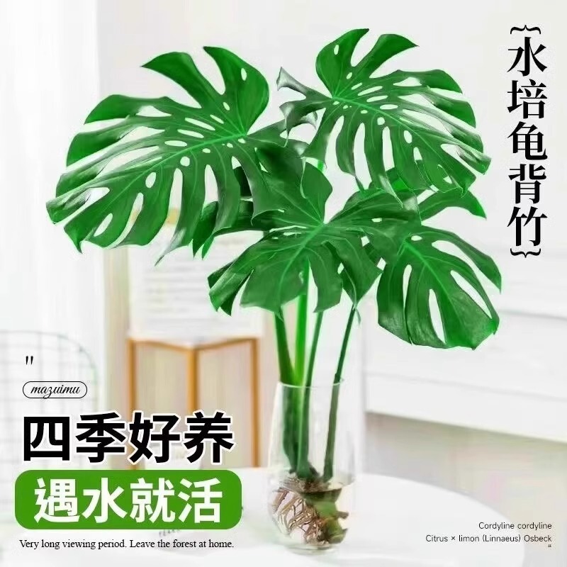 Hydroponic Monstera Large Potted Plant with Old Stump, Large Leaves, Indoor Foliage, Shade-Tolerant, Easy to Care For, Evergreen Desktop Plant