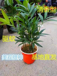 Bamboo and Cypress Potted Green Plants Indoor Living Room Desktop All Year Round Evergreen Fragrance Type Purifies the Air, Absorbs Formaldehyde and Repels Mosquitoes