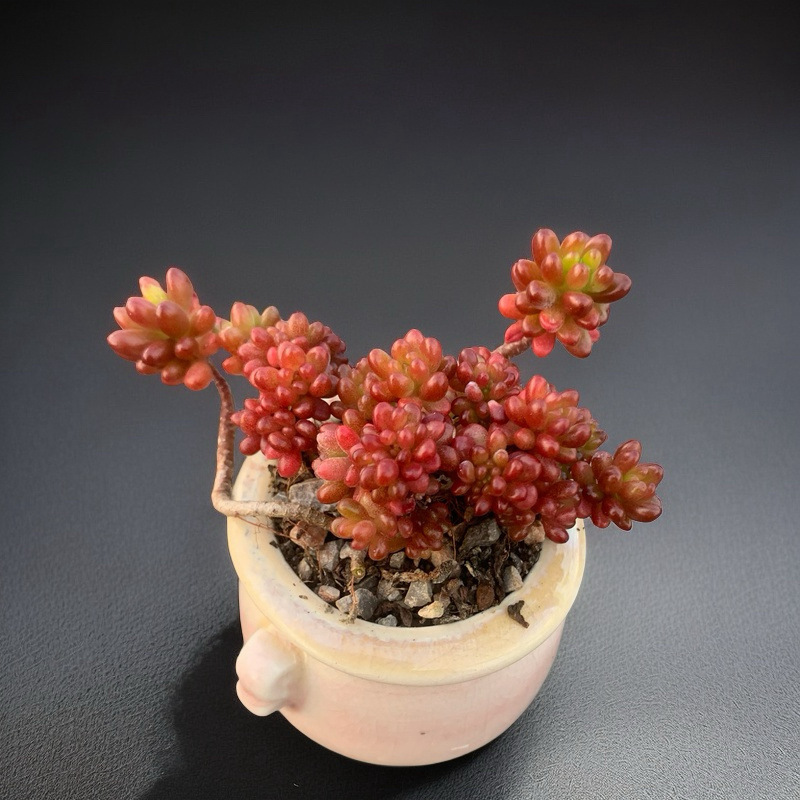 小さな多肉植物、超かわいい、貴重で希少な親指鉢、ミニ鉢植え、鉢付き多肉植物鉢植え、小さな古い支柱|undefined