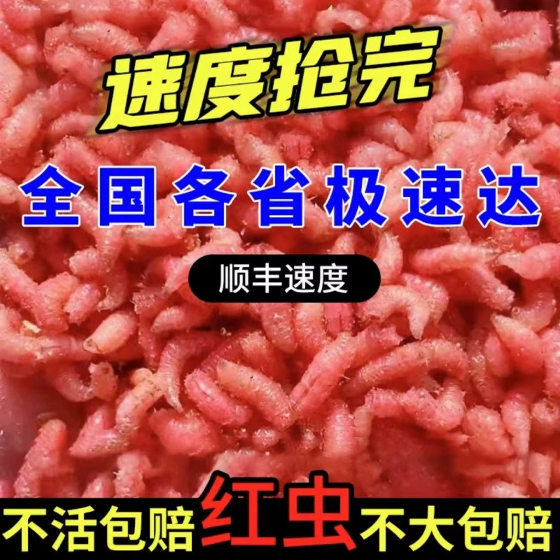 Приманка для дикой рыбалки на карася, насекомые живые приманки, опарыши, крупные мясные опарыши, красные летние приманки, свежие зелёные опарыши