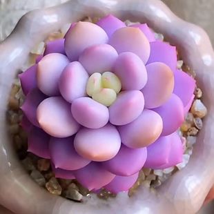 �ȉ�¶�\�M�ڶ�����ܽ�M�������r��͏d���]�ͺ��ﶬ���B��