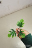 Simulation plant plastic waterweed accessories trigeminal small turtle back lobe Simulation flower water grass handle decorative blades accessories