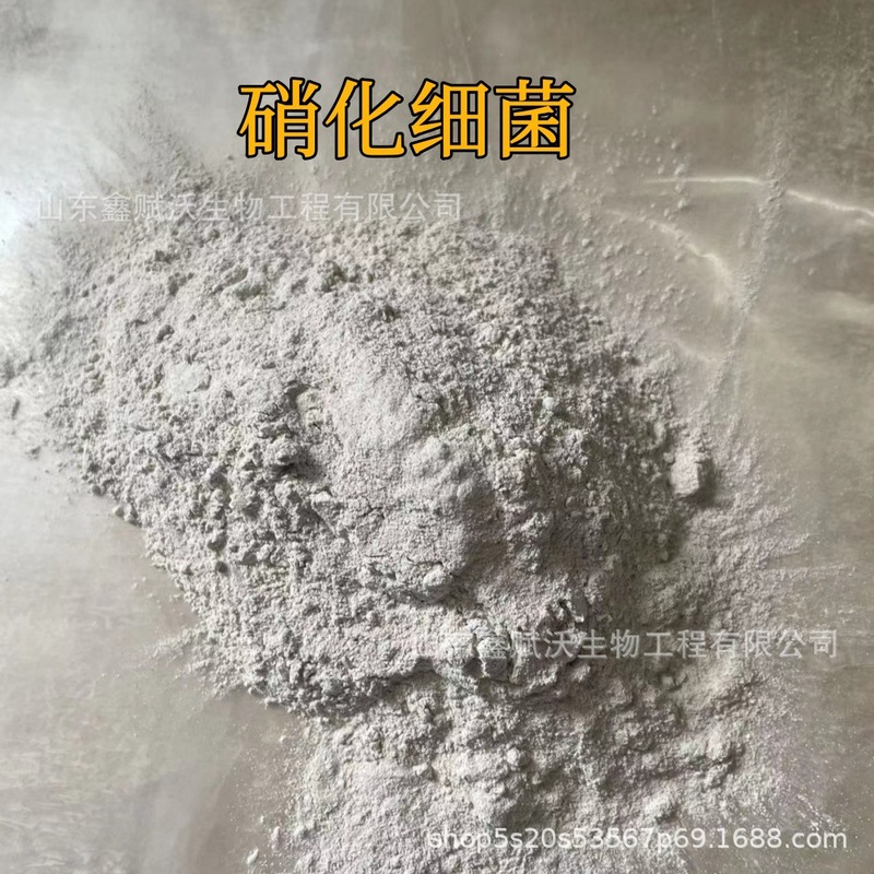 硝化細菌好気性菌が亜硝酸塩アンモニア窒素cod浄水汚水処理水産養殖硝化細菌|undefined