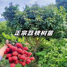 ��֦���m�o�˹�ζ������������Ц�޽�ˮ������Ŵ���ٹ��箔��Y��