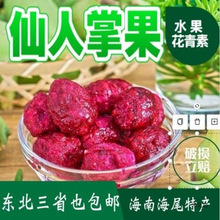 海南仙人掌果实仙桃红心大果南方热带野生稀有水果