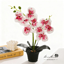 ٻzƬ9mԄҾ҃b滨ֲａ辰