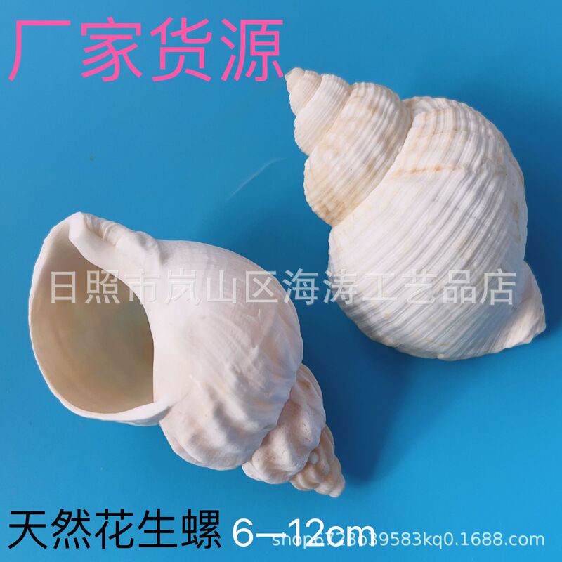 Natural Conch Shell Peanut Conch Fish Tank Aquarium Hermit Crab Replacement Shell Home Decoration Teaching Strange
