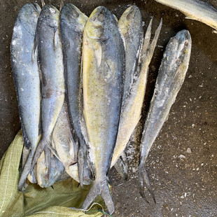 陆冻深海鱼 鲯鳅 鬼头刀鱼 用于市场销售批发-阿里巴巴