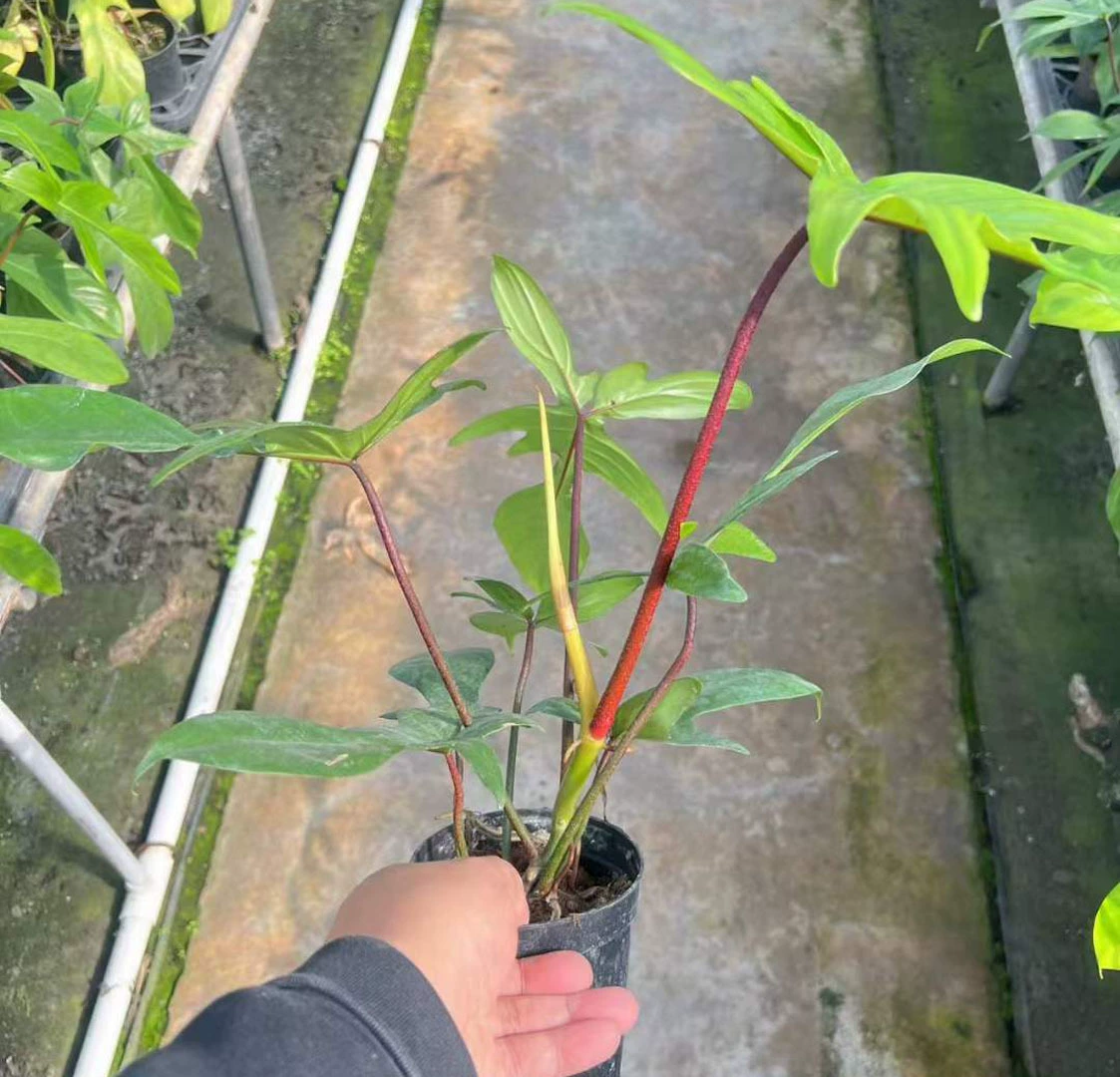 [Базовые прямые поставки] Листва Растения, Цветы, Домашняя сеть Красные растения, Горшечные 120 Плоский зеленый бархат