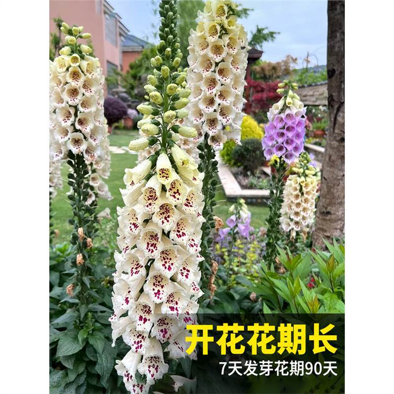 毛地黄花种四季种植开花盆栽花苗阳台庭院观赏花卉多年生易活花籽