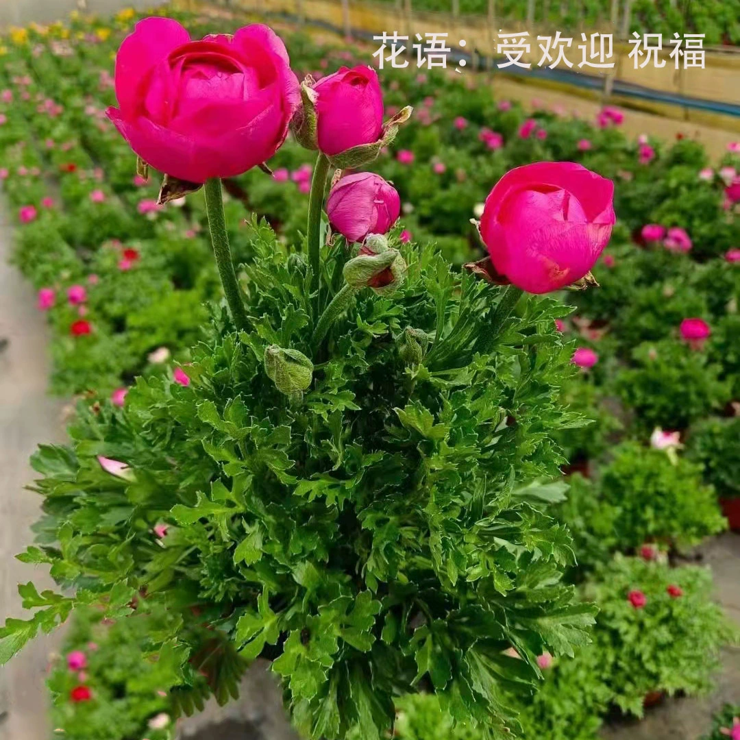 Иностранный пион Лютик в горшке лист сельдерея пион двойной в помещении и на открытом воздухе Four Seasons цветение легко живые цветы многолетние морозостойкие