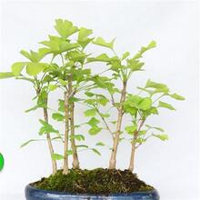 yӘռزwyСy׹ͥԺֲеG