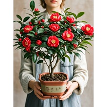 ɽ�軨��÷����С���Ϙ�����ͥԺ�G�������ϱ���ͥԺ�ͺ����@ֲ��